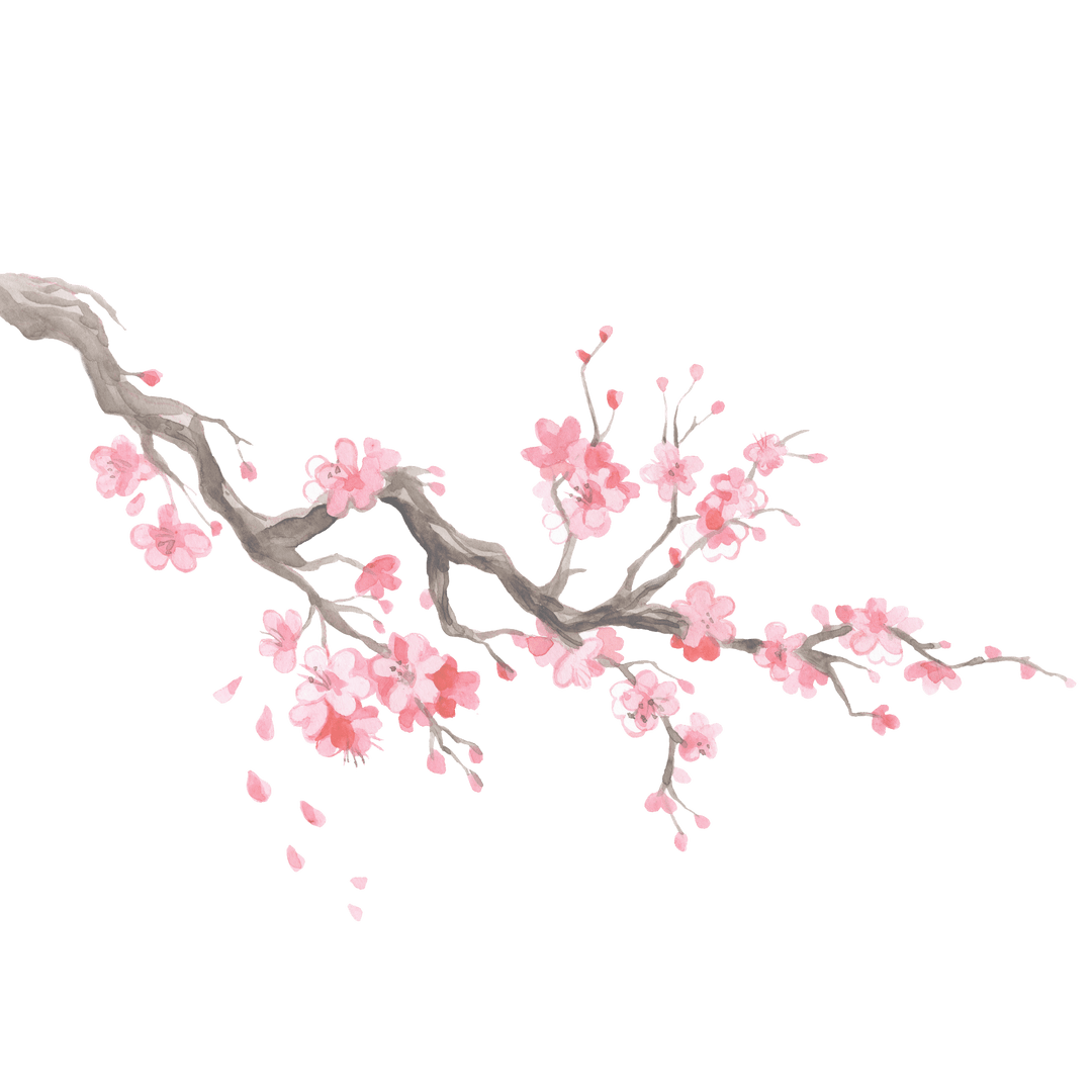 Cherry blossom branch